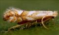 0329 (15.049) Phyllonorycter spinicolella